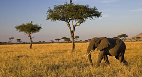 What Is the Food Chain in the Savanna? | Reference.com Savanna Biome, African Forest Elephant, Elephants Photos, National Geographic Kids, Safari Adventure, Out Of Africa, Biome, Photos Hd, African Elephant