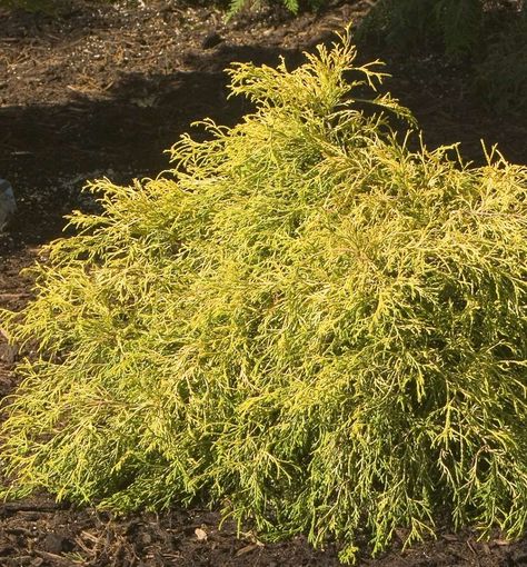 Grows 3-6' high, 3-6' wide Gold Mop Cypress, False Cypress, Garden Mum, Golden Yellow Color, Foundation Planting, Small Potted Plants, How To Attract Hummingbirds, Attract Butterflies, Landscape Designs