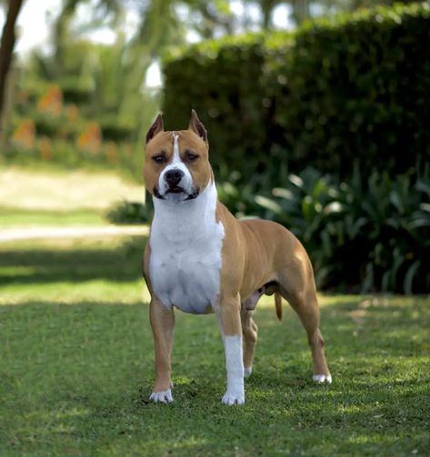 Amstaff American Staffordshire Terrier, American Staffordshire Bull Terrier, Pitt Bull, Manchester Terrier, American Staffordshire Terrier, Header Image, American Staffordshire, American Pit, Staffordshire Bull Terrier