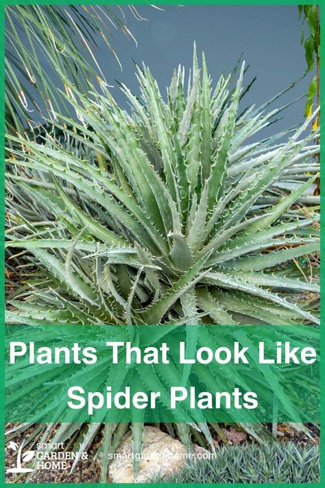 Discover plants that look like Spider Plants and bring vibrant greenery to your home. They're easy to care for and perfect for any space. Learn more at Smart Garden and Home. Spider Plant Care, Airplane Plant, Composting Methods, Ribbon Plant, Pineapple Planting, Dracaena Plant, Houseplant Care, Plant Care Instructions, Spider Plant