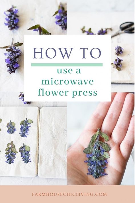 Microwave Flower Drying, Dry Flowers In Microwave, How To Dry Flowers In Microwave, Microwave Flowers, Diy Flower Press, Microwave Flower Press, Herb Ideas, How To Dry Flowers, Purple Salvia