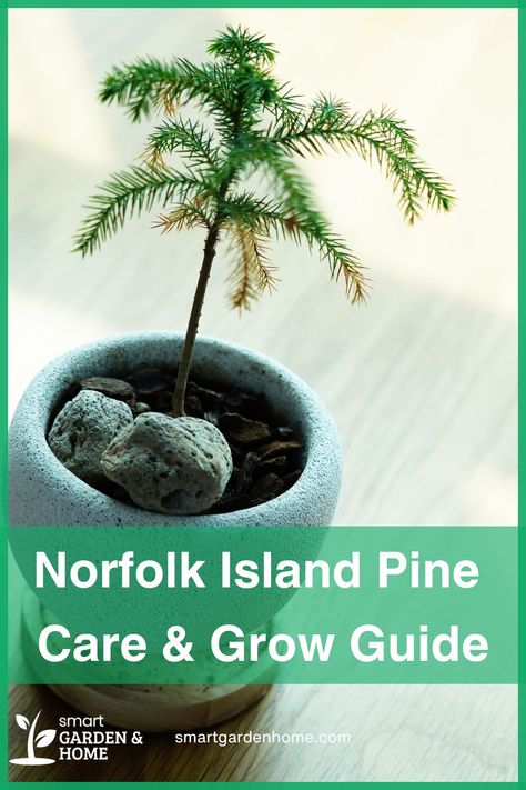 Celebrate American Indian Heritage Month by appreciating the Norfolk Island Pine, a plant with deep cultural roots. This elegant evergreen is perfect for adding a touch of green and pine scent to your home. It thrives in low light and enjoys a bit of humidity. Discover more about its care at Smart Garden and Home. Norfolk Pine Care, American Indian Heritage Month, Norfolk Island Pine, Plant Care Guide, Houseplant Care, Norfolk Pine, Norfolk Island, Smart Garden, Easy Care Plants