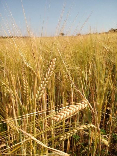 Field of barley. Barley Field Aesthetic, Barley Plant, Barley Field, White Corn, Fields Of Gold, A Court Of Wings And Ruin, Travel Canada, Field Of Dreams, Green House