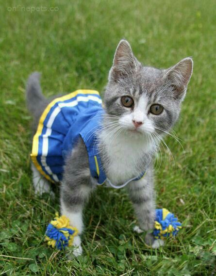 Soy la mejor cheerleader, ,,, Pet Halloween Costumes, Cat Dresses, Cat Halloween, Halloween Animals, Meow Meow, Cat Costumes, Puppy Pictures, Pet Costumes, Kitty Cats