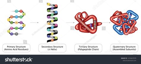 Protein Structure Primary Secondary Tertiary Quaternary Amino Acid residues Helix Polypeptide Chain Assembled Sub units Detailed Chemistry Education Color Full Vector Illustration #Ad , #AD, #Amino#Quaternary#Acid#Helix Structure Of Proteins, Body Knowledge, Protein Structure, Chemistry Education, Amino Acid, Color Full, Cheat Sheet, Amino Acids, Outdoor Camping