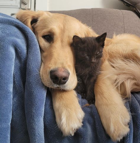 20 “Warm” Photos That Delivered Us a Package Full of Smiles Foster Puppies, Animals Friendship, Brown Cat, Kittens And Puppies, Retriever Puppy, Cat And Dog, Dog Images, Cat Aesthetic, Golden Retrievers