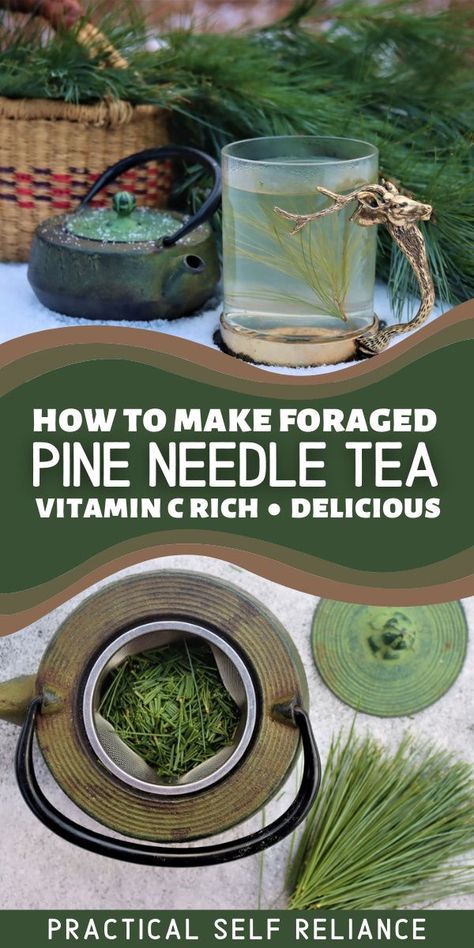 Pine Needle Tea Recipes, How To Make Pine Needle Tea, White Pine Needle Tea, Pine Needle Benefits, Pine Needle Recipes, Pine Needle Tea Benefits, Pine Benefits, Pine Needle Uses, Pine Tea