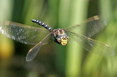 dragonfly Flying Dragonfly, Dragonfly Flying, Dragonfly Photos, Dragon Images, Creative Gardening, Bugs And Insects, Anatomy Art, Butterfly Art, Pretty Cool