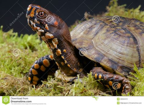 North+American+Turtles+Identification | The box turtle is a North American turtle species. The males become ... Tortoise Cage, Turtles For Sale, Reptile Expo, Turtle Rescue, Box Turtles, Types Of Turtles, Eastern Box Turtle, Turtle Care, World Turtle Day