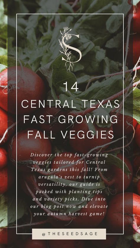 14 Central Texas Fast Growing Fall Vegetables — The Seed Sage | Raised Bed Garden & Garden Design Services Texas Fall Garden, Fall Crops, Texas Winter, Fall Veggies, Raised Bed Garden, Texas Gardening, Fall Vegetables, Fall Garden Vegetables, Growing Veggies