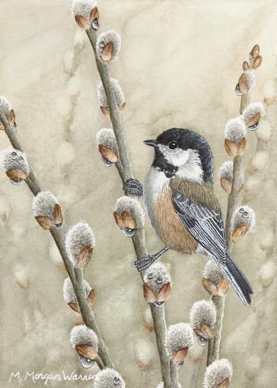 Pussywillow Tattoos, Chickadee Illustration, Spring Watercolors, Watercolor Chickadee, Krista Eaton, Chickadee Tattoo, Chickadee Art, Spring Watercolor, Chickadees