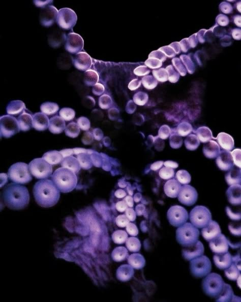 Giant Squid Aesthetic, Purple Tentacle Aesthetic, Purple Octopus Aesthetic, Purple Pirate Aesthetic, Purple Sea Aesthetic, Octavinelle Aesthetic, Squid Aesthetic, Purple Mermaid Aesthetic, Ursula Aesthetic