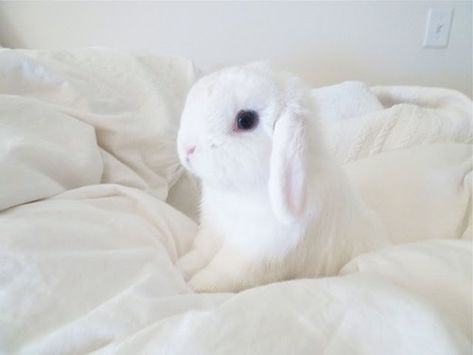 Fire Eater, Pet Rabbits, Mini Lop, Love Bunnies, House Rabbit, Cute Bunnies, White Bunny, Bunny Rabbits, Baby Bunnies