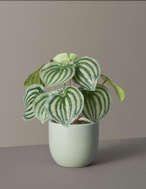 Indoor Plant Stands, Watermelon Peperomia, Plants For Home Decor, Home Decor Amazon, Peperomia Plant, Plants For Home, Rubber Plant, Pothos Plant, Low Light Plants