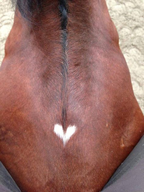 . Horse's Neck, Heart In Nature, Most Beautiful Animals, All About Horses, San Francesco, Horse Crazy, Equestrian Life, Horse Life, Pretty Horses