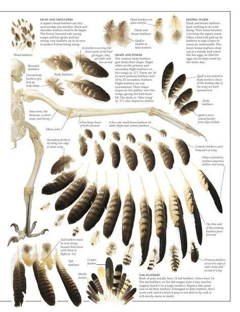 Feather Identification, Wing Anatomy, Owl Wings, Owl Feather, Wings Drawing, Eagle Feathers, Bird Of Prey, Bird Wings, Feather Crafts