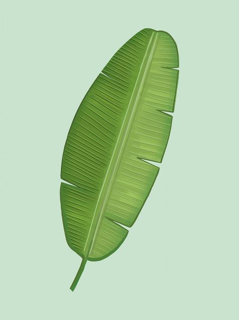 Banana Leaf Illustration, Aesthetic Soup, Lime Cocktails, Lime Margarita Recipe, Tropical Leaves Illustration, Banana Leaf Art, Banana Leaf Pattern, Leaves Sketch, Leaf Curtains