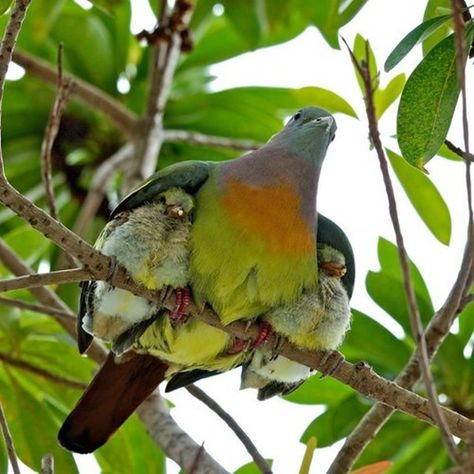 Bird with two chicks under its wings. Reminds me of my mom with my brother and me. Ahal Teke, Mother Bird, Plexus Slim, Mama Bird, Pretty Birds, Funny Animal Pictures, Animal Photo, Mothers Love, Bird Watching