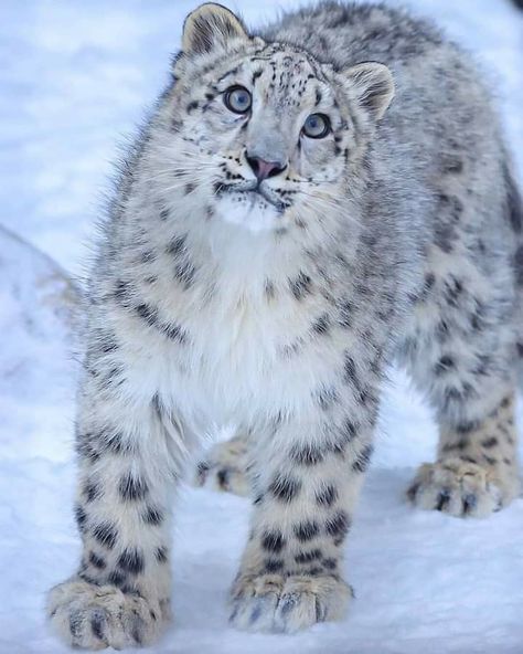 Snow Leopard Pictures, Snow Leopard Wallpaper, Baby Snow Leopard, Leopard Pictures, Leopard Tattoos, Tattoo Nature, Animals Tattoo, Leopard Art, Exotic Cats