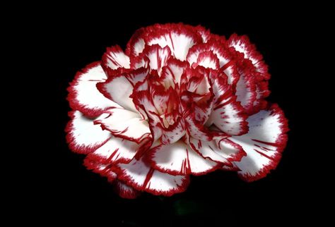 Carnation Aesthetic, Black Garden, Carnation Flower, Nothing But Flowers, No Rain, Hollywood Glam, Red Aesthetic, Just For Laughs Videos, Color Inspiration