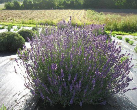 The Best French & English Lavender Varieties to Grow in Zone 5 ... French Lavender Plant, Types Of Lavender, Lavender Varieties, Sweet Smelling Flowers, Lavender Plants, Growing Lavender, Growing Greens, English And French, English Lavender