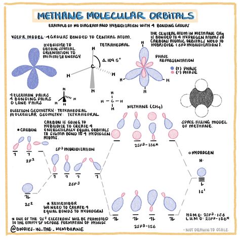 Doodles in the Membrane (Draft Pages) Organic Chemistry Educational resources focusing on the molecular orbital diagram of Methane. I hope this science educational resource helps with your studies in biochemistry, general chemistry, and organic chemistry. Throughout this page I wanted to highlight the electron geometry, molecular geometry, orbital hybridization, and molecular bonding in methane #science #chemistry #biology #biochemistry #generalchemistry #education #premed #medicalstudent Orbital Diagram, Studying Chemistry, Molecular Geometry, Science Infographics, 11th Chemistry, Mcat Study, Educational Illustration, Chemistry Lessons, Chemistry Class