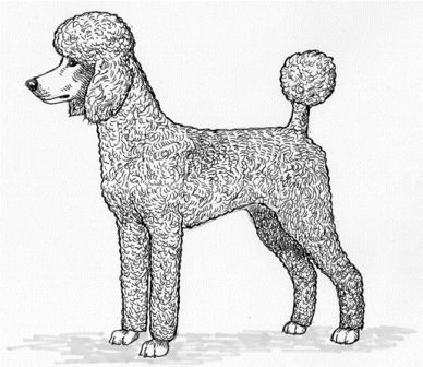 poodle sporting clip - Google Search Poodle Quilt, Standard Poodle Cuts, Apricot Standard Poodle, Poodle Haircut Styles, Poodle Drawing, Mountain Quilt Pattern, Poodle Haircut, Poodle Cuts, Poodle Grooming