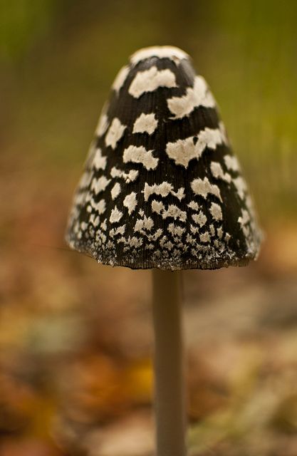 Lichen Moss, Slime Mould, Plant Fungus, Wild Mushroom, Mushroom Fungi, Reference Book, Wild Mushrooms, Microbiology, Botany