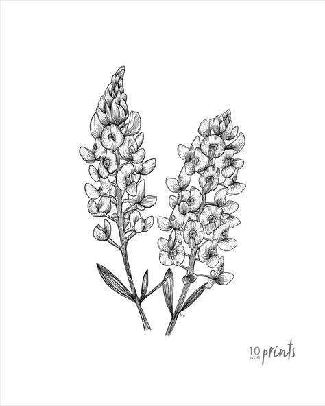 Ink illustration of two bluebonnets. Digital download. Bluebonnet Tattoo, Texas Tattoos, Wildflower Drawing, Texas Wall Art, Wildflower Tattoo, Flower Outline, Pen Sketch, Ink Sketch, Cover Up Tattoos