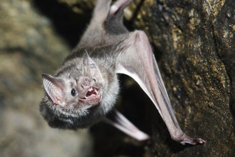 They get a bad rap as rabies-infested pests, but bats are some of the most fascinating and ecologically indispensable animals on Earth. Bat Facts, Vampire Bats, Sleeping Animals, Cute Bat, Vampire Bat, Sharp Teeth, Creatures Of The Night, True Blood, Weird Animals