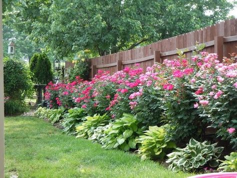 Privacy Fence Landscaping, Landscaping Along Fence, Knockout Roses, Trendy Diy, Small Backyard Gardens, Garden Shrubs, Fence Landscaping, Secret Gardens, Have Inspiration