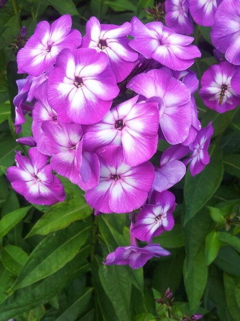 Violet flocks Back Ground, Flocking, Pretty Flowers, Curb Appeal, Beautiful Flowers, Violet, Plants, Flowers, Floral