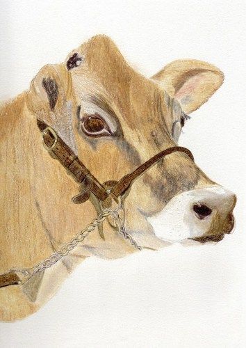 Jersey Cow Gift Cards - Set of 4 | BlackCatStudioArt - Cards on ArtFire Marker Artwork, Rustic Homestead, Cows And Calves, Miniature Cows, Artwork Pencil, Jersey Cow, Cow Christmas, Cow Gifts, Cow Calf