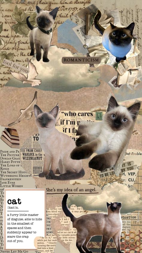 Siamese cats <3 #cats #wallpaper 3 Cats, Cool Wallpapers Art, Wallpapers Iphone, Cat Aesthetic, Cat Wallpaper, Siamese Cats, Cat Drawing, Baby Cats