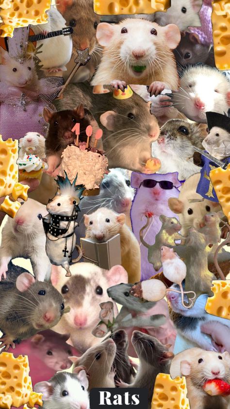 Cute Rat Wallpers, Rat Wallpapers Aesthetic, Rat Backgrounds, Rat Aesthetic, Funny Rats, Cute Rats, Book Wallpaper, Animal Groups, Mouse Rat