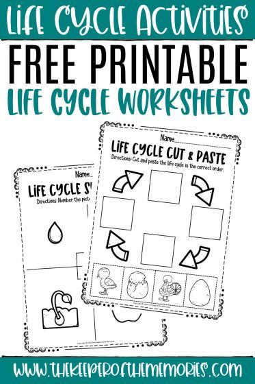 These life cycle worksheets are perfect for learning about life cycles with kids while exploring the natural world and practicing putting events in order. #lifecycle #sequencing #matching #finemotor #preschool #kindergarten Life Cycles For Preschool, Life Cycle Lessons Preschool, Duck Life Cycle Free Printable, Life Cycle Lesson Plan, Chick Life Cycle Preschool, Life Cycle For Preschool, Life Cycle Of A Plant Preschool Free Printables, Life Cycle Of A Bird Free Printables, Life Cycle Preschool