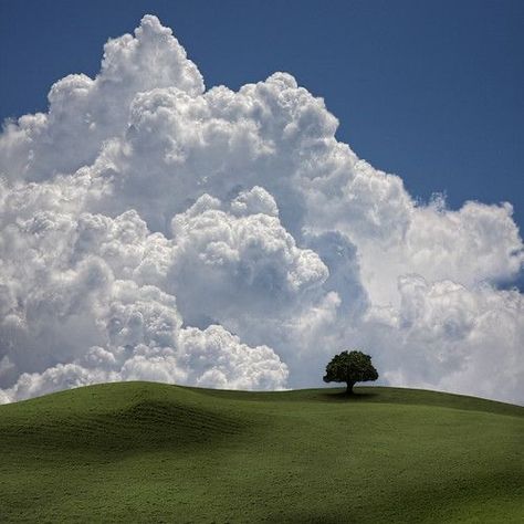 Magic Places, Clouds Photography, Lone Tree, Cloud Painting, White Clouds, Sky And Clouds, Beautiful Sky, The Hill, Nature Aesthetic