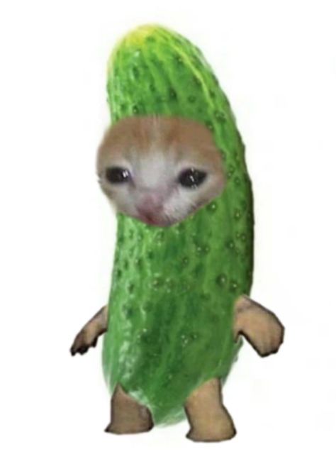 Cat Cucumber, Cucumber, Kitty