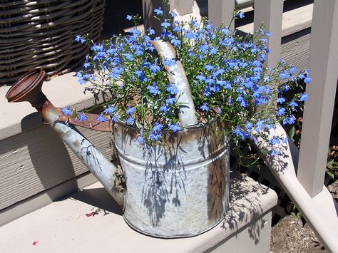 Watering Can Aesthetic, Blue Lobelia, Metal Watering Can, Flower Pots Outdoor, Cool Plants, Watering Can, Water Garden, Garden And Yard, Garden Projects