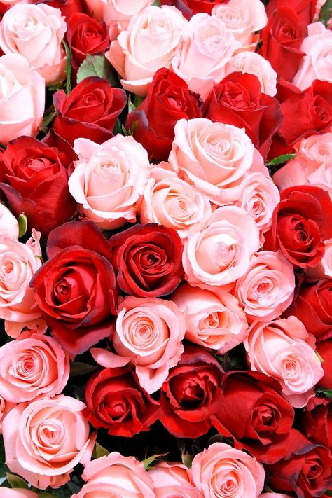 Red And Pink Roses Wallpaper, Red And Pink Roses Aesthetic, Red And Pink Flowers Aesthetic, Pink And Red Wallpapers, Crazy Bride, White Roses Wallpaper, Wallpaper Mawar, Pink Rose Pictures, Holiday Backgrounds