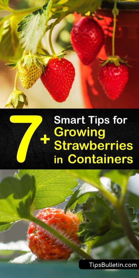 Strawberry Container Garden, Strawberry Containers Ideas, How To Plant Strawberries In A Pot, Grow Strawberries In Hanging Baskets, Best Time To Plant Strawberries, Plant Strawberry From Fruit, Growing Strawberries In Containers, Types Of Strawberries, Strawberries In Containers