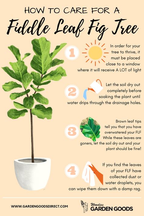 Fiddle Leaf Figs are one of the trendiest plants right now, but they can be a little testy. Here are a few easy steps to set you up for success when taking care of one of these adorable trees. Don't have a Fiddle Leaf Fig yet? Don't worry! Get yours delivered right to your door with Garden Goods Direct! Fiddle Leaf Fig Indoor Styling, Take Care Of Plants, Fiddle Leaf Tree Propagation, Fiddle Leaf Plant Care, Fiddle Leaf Fig Tree Care, Fiddle Leaf Plant, Fiddle Leaf Fig Propagation, Fig Tree Care, How To Take Care Of Plants