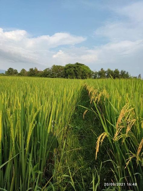 Organic rice farm❤️ American Rice, Rice Farm, Houses Exterior, Organic Rice, Japanese Rice, Dream Houses, Dream House Exterior, Png Images, House Exterior