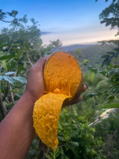 Enjoying a ripe Julie Mango in the heart of Irish Town Jamaica Julie Mango, Jamaican Fruits, Irish Town, Island Gyal, Jamaica Food, Ripe Mango, Fruit Love, Cabo Verde, Food Therapy