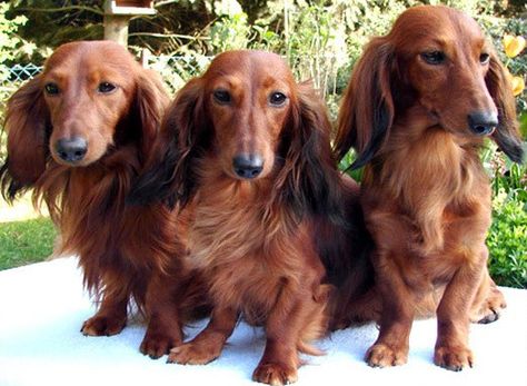 12 Long-haired Miniature Dachshund Facts That'll Impress You Mini Long Haired Dachshund, Dachshund Long Haired, Dachshund Dapple, Dachshund Facts, Long Haired Miniature Dachshund, Doxie Mom, Miniature Dachshunds, Wiener Dogs, Sausage Dogs