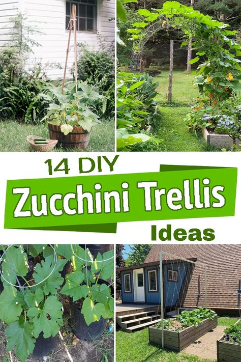 Trailing veggies need good support to do well. Here are some easy to make Zucchini Trellis Ideas that will help you to grow them easily! Zucchini Garden Ideas, Garden Tomato Trellis Ideas, Diy Raised Garden Bed Trellis, Planting Zucchini Vertically, Zucchini Arch Trellis, Zucchini Garden Vertical Trellis Ideas, Veggie Trellis Ideas, Climbing Garden Vegetables, Zucchini Garden Trellis