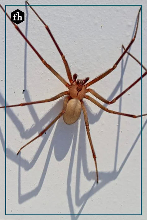 The brown recluse spider seldom bites, and the bite won't kill you. Nevertheless, this is a pest you want to avoid. Brown Recluse Spider Bite Stages, Recluse Spider Bite, Brown Recluse Spider Bite, Brown Recluse Spider, Recluse Spider, House Spider, Brown Recluse, Inktober 2024, Life Hackers