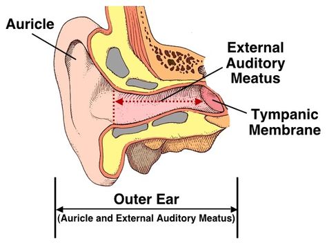 Figure 2. Outer ear, consisting of the auricle and the external auditory meatus (canal). The external auditory meatus extends from the aperture (opening) of the ear canal to the tympanic membrane (shown by the dotted line). External Ear Anatomy, Tympanic Membrane, Biochemistry Notes, Ear Anatomy, Outer Ear, Birthday Wishes For Boyfriend, Ear Canal, Human Ear, Human Skeleton