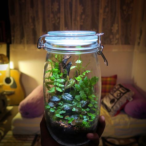 Crafts For Decoration, Colorful Patio Decor, Patio Decor Inspiration, Creative Project Ideas, Mason Jar Terrarium, Build A Terrarium, Mason Jar Planter, Small Terrarium, Beautiful Terrariums