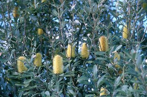 Banksia integrifolia - indigenous Coastal Banksia, Banksia Integrifolia, Tree With Yellow Flowers, Feature Tree, Shade Landscaping, Plant Palette, Australian Native Garden, Soil Types, Australian Wildflowers